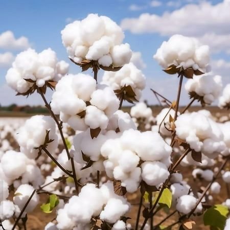 Cotton / Kapas - Commercial / Cash Crops Supplier India