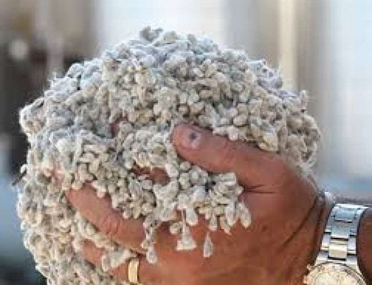 Cottonseed - Oilseeds Supplier India