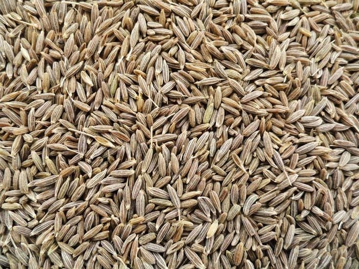 Cumin / Jeera - Spices & Masala Crops Supplier India