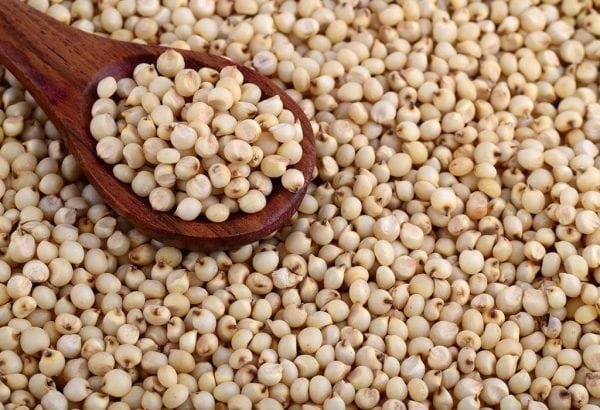 Sorghum / Jowar - Cereals / Grains Supplier India