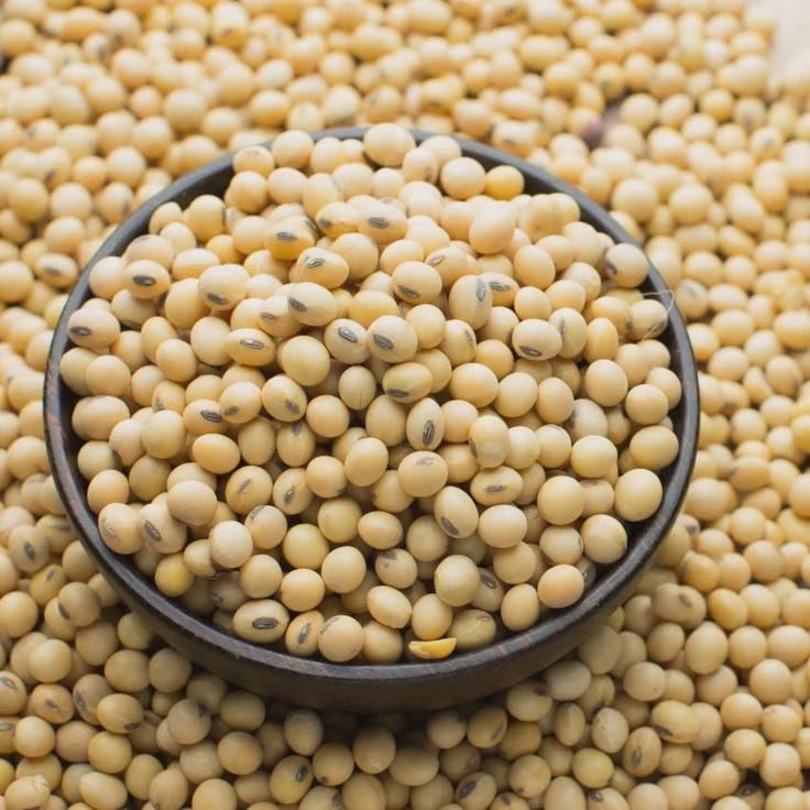 Soybean - Oilseeds Supplier India